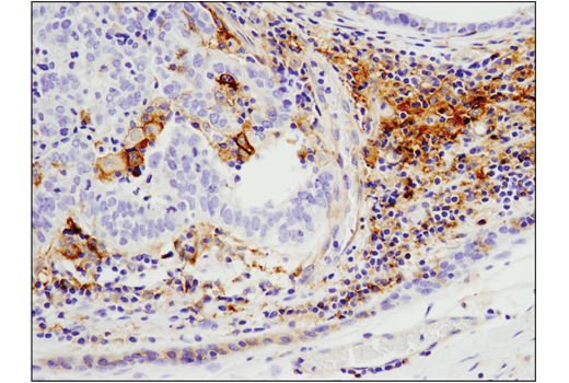 Immunohistochemistry Image 1: CD40 (D8W3N) Rabbit Monoclonal Antibody (BSA and Azide Free)