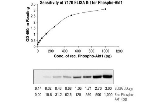 ELISA Image 2: PathScan<sup>®</sup> Total Akt1 Sandwich ELISA Kit