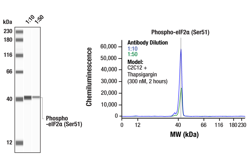 Western Blotting Image 1: Phospho-eIF2 alpha (Ser51) Antibody