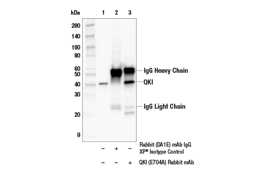 Immunoprecipitation Image 1: QKI (E7O4A) Rabbit Monoclonal Antibody
