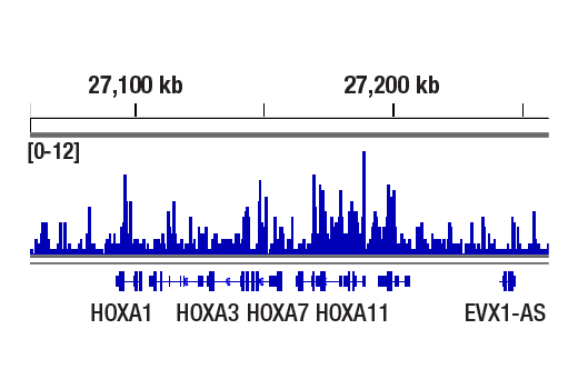 CUT & RUN Image 1: CXXC1 (D1R5R) Rabbit Monoclonal Antibody