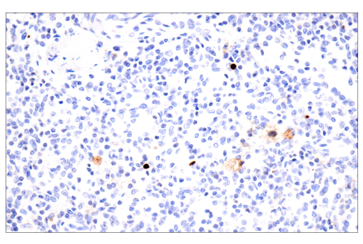 undefined Image 25: NETosis Antibody Sampler Kit