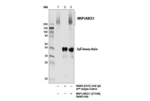 Immunoprecipitation Image 1: MRP1/ABCC1 (D7O8N) Rabbit Monoclonal Antibody