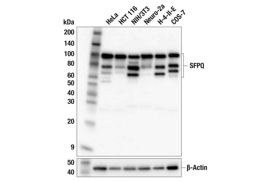 Western Blotting Image 2: SFPQ (F7S2Q) Rabbit Monoclonal Antibody