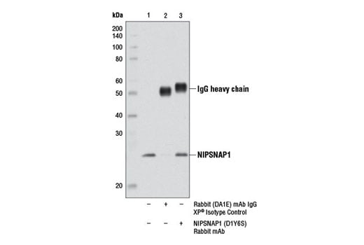 Immunoprecipitation Image 1: NIPSNAP1 (D1Y6S) Rabbit Monoclonal Antibody