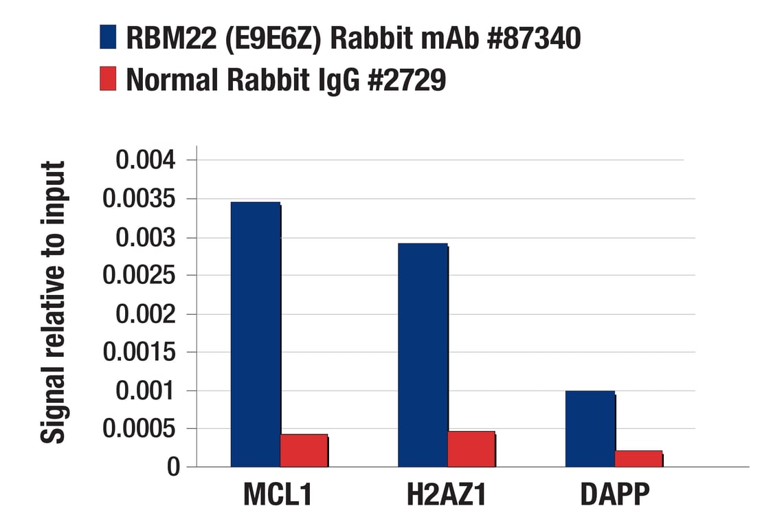 Chromatin Immunoprecipitation Image 1: RBM22 (E9E6Z) Rabbit Monoclonal Antibody