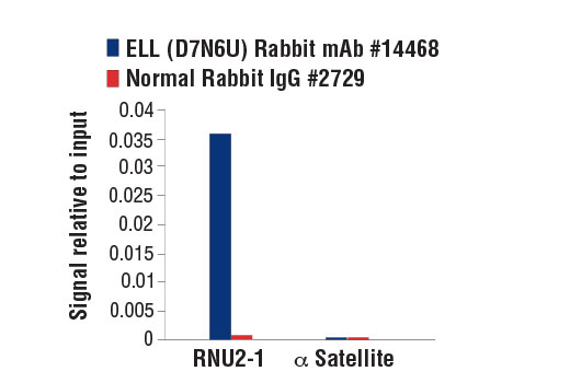 Chromatin Immunoprecipitation Image 3: ELL (D7N6U) Rabbit Monoclonal Antibody