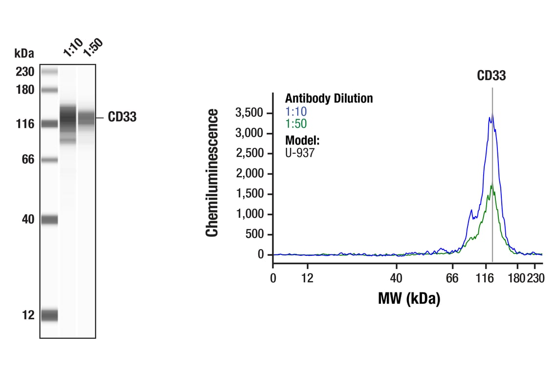 Western Blotting Image 1: CD33 (F9U6X) Rabbit Monoclonal Antibody