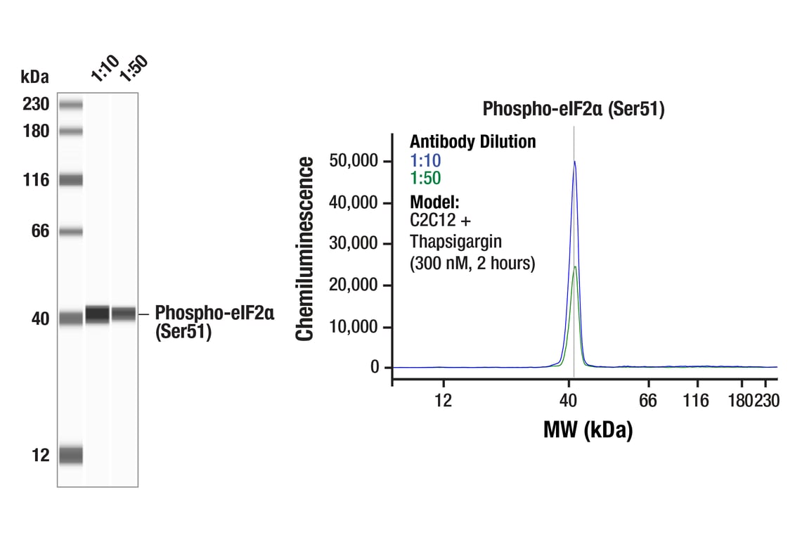 undefined Image 19: Host Cell Viral Restriction Factor Antibody Sampler Kit
