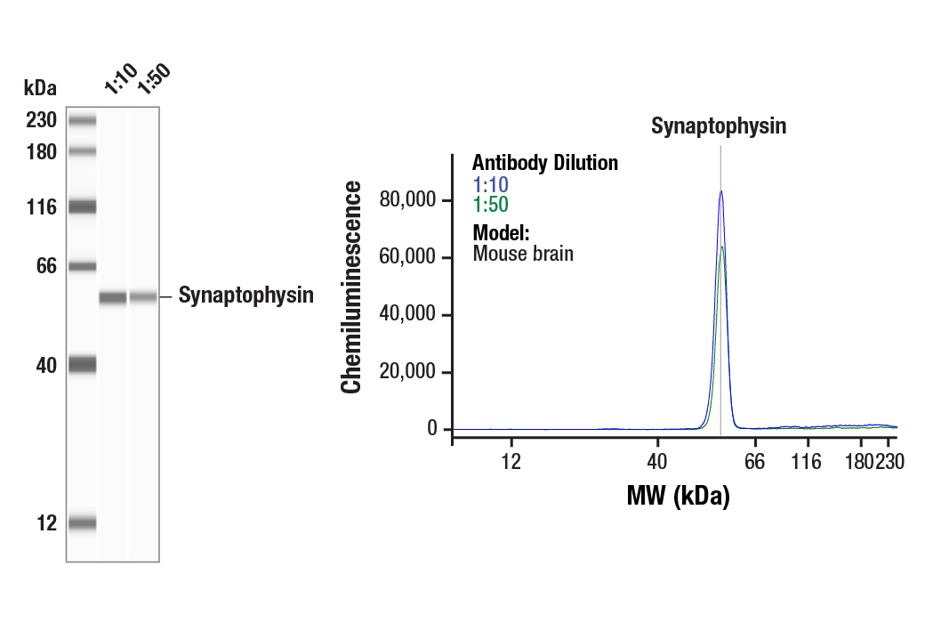 Western Blotting Image 1: Synaptophysin (D8F6H) Rabbit Monoclonal Antibody
