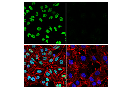 Immunofluorescence Image 1: PROX1 (D2J6J) Rabbit Monoclonal Antibody (BSA and Azide Free)