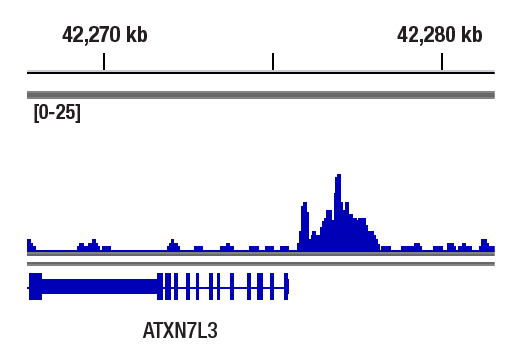 CUT & RUN Image 1: ETS-1 (D8O8A) Rabbit Monoclonal Antibody