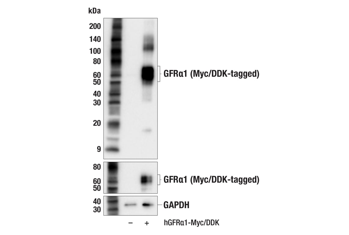 Western Blotting Image 3: GFR alpha1 (F7R3F) Rabbit Monoclonal Antibody