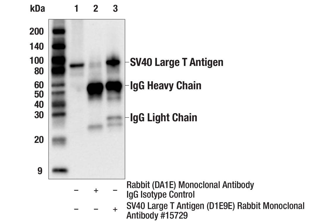Immunoprecipitation Image 1: SV40 Large T Antigen (D1E9E) Rabbit Monoclonal Antibody