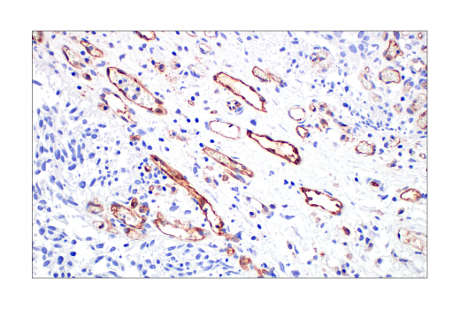 Immunohistochemistry Image 1: CD31 (PECAM-1) (89C2) Mouse Monoclonal Antibody (BSA and Azide Free)