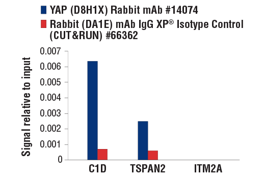 CUT & RUN Image 3: YAP (D8H1X) Rabbit Monoclonal Antibody