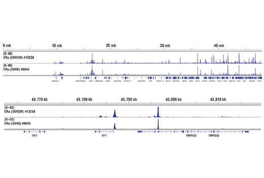 Chromatin Immunoprecipitation Image 2: Estrogen Receptor alpha (D6R2W) Rabbit Monoclonal Antibody