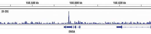 Chromatin Immunoprecipitation Image 1: Brg1 (D1Q7F) Rabbit mAb