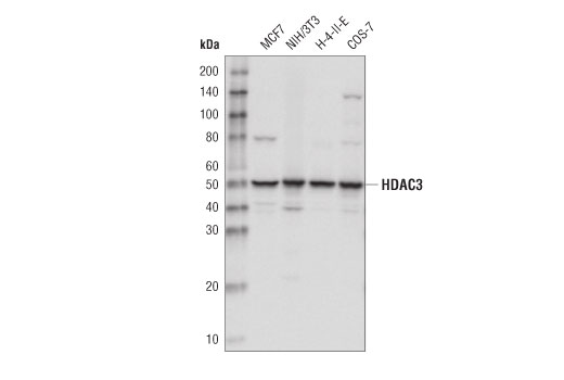 Western Blotting Image 1: HDAC3 (D2O1K) Rabbit mAb