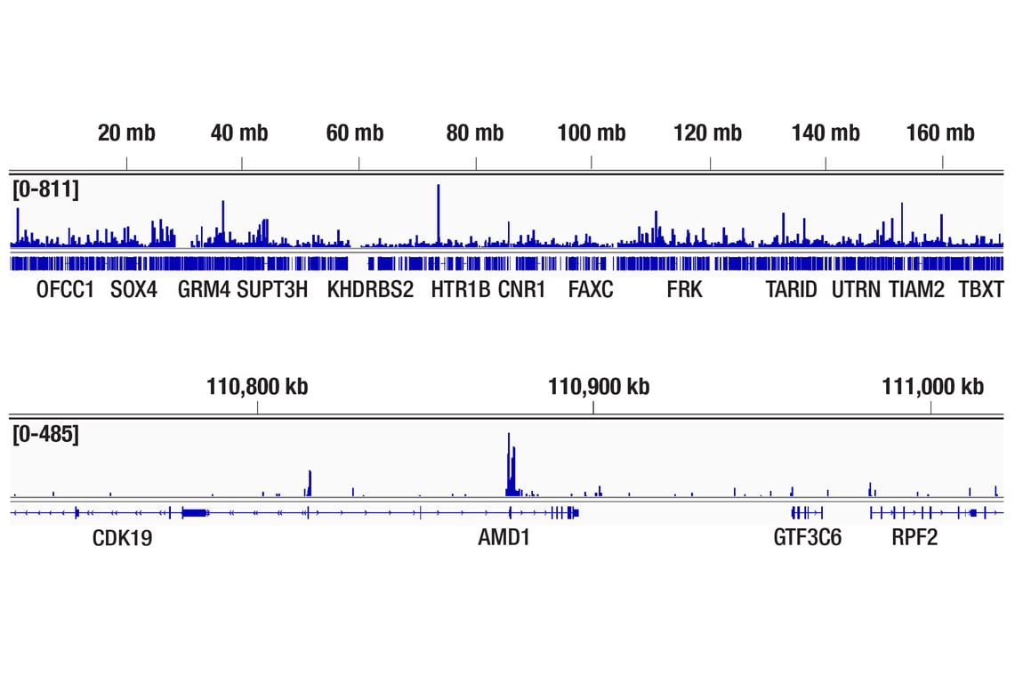 CUT & Tag Image 2: DOT1L (D1W4Z) Rabbit Monoclonal Antibody