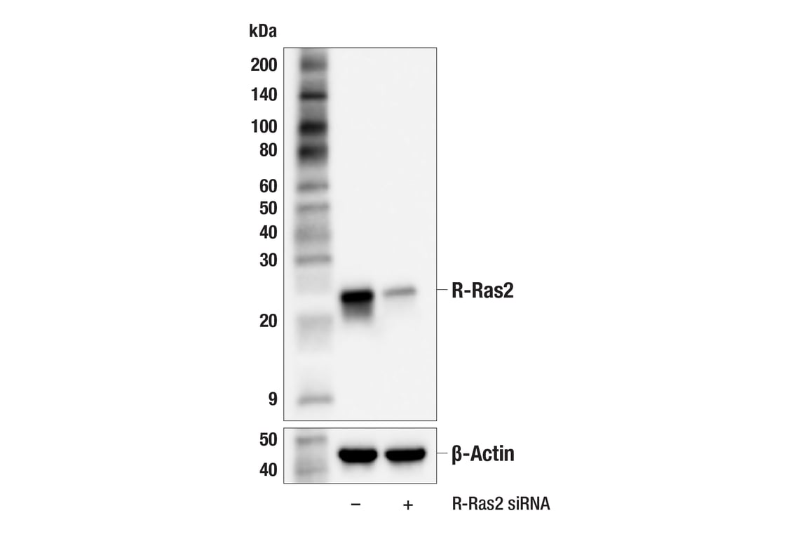 Western Blotting Image 2: R-Ras2 (F6T8H) Rabbit Monoclonal Antibody