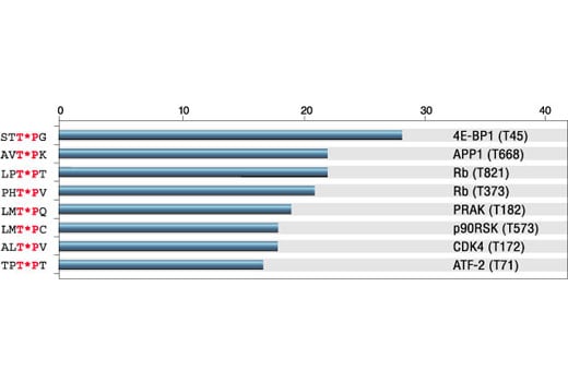 E Image 1: Phospho-Threonine-Proline Mouse Monoclonal Antibody (P-Thr-Pro-101)