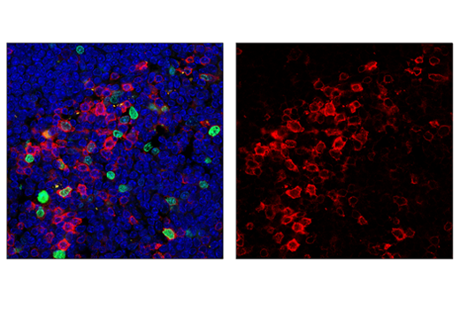 FoxP3 (D6O8R) Rabbit mAb (Alexa Fluor® 488 Conjugate) | Cell FoxP3 (D6O8R) Rabbit mAb (Alexa Fluor® 488 Conjugate) | Cell