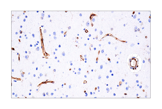 Immunohistochemistry Image 6: Tapasin (E6P2Z) Rabbit Monoclonal Antibody (BSA and Azide Free)