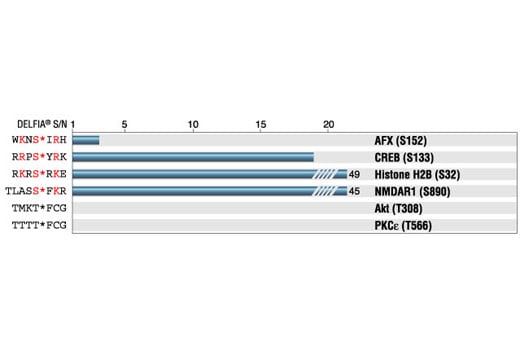E Image 1: Phospho-(Ser) PKC Substrate Antibody
