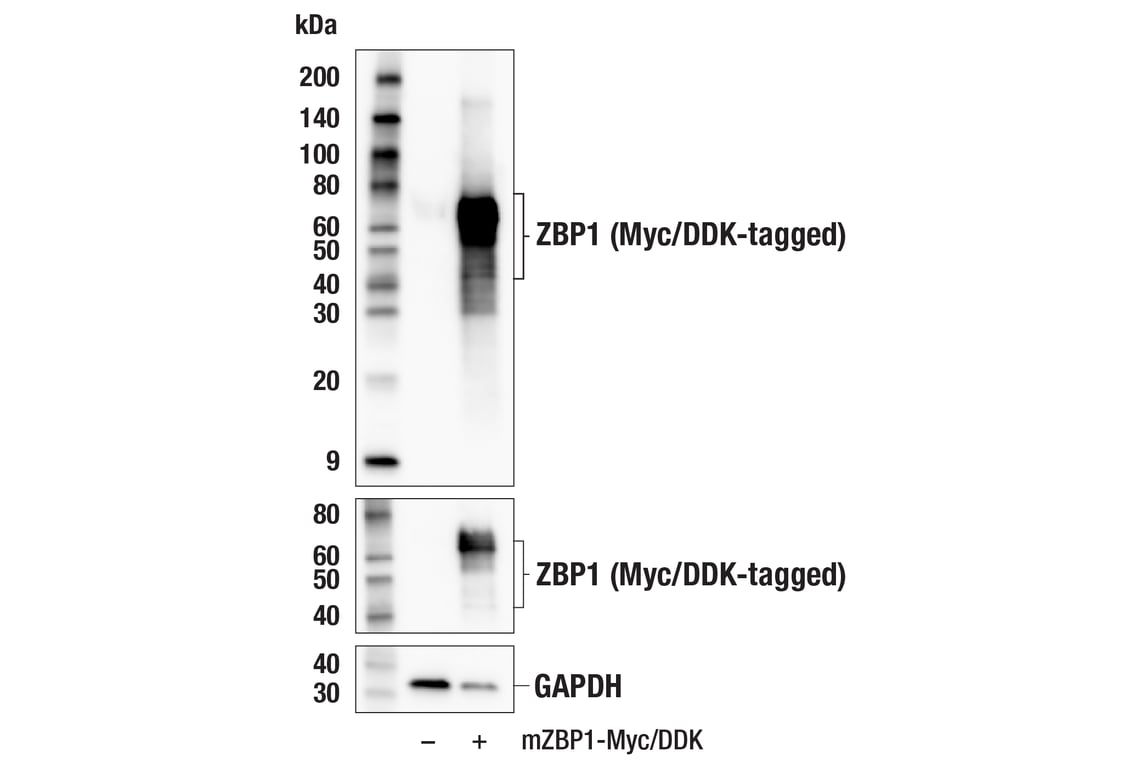 Western Blotting Image 3: ZBP1 (E6H8F) Rabbit Monoclonal Antibody
