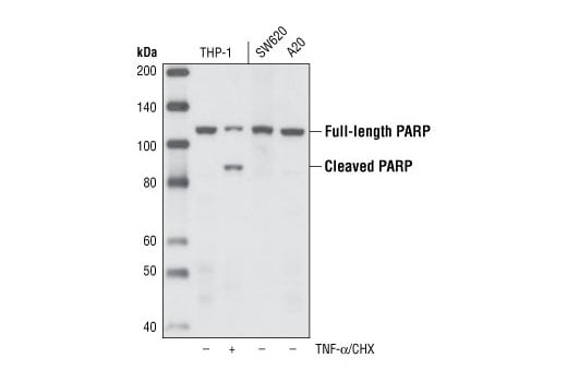 Western Blotting Image 2: PARP (46D11) Rabbit Monoclonal Antibody (BSA and Azide Free)