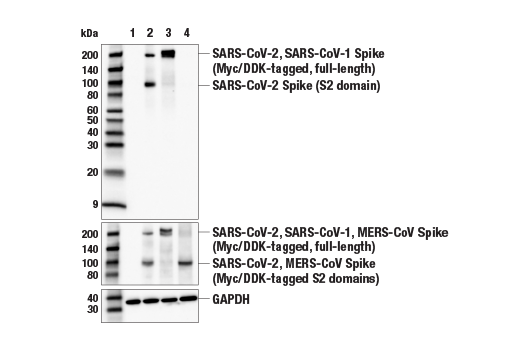 Western Blotting Image 2: SARS-CoV-2 Spike Protein (S2) (E7L4B) Mouse Monoclonal Antibody