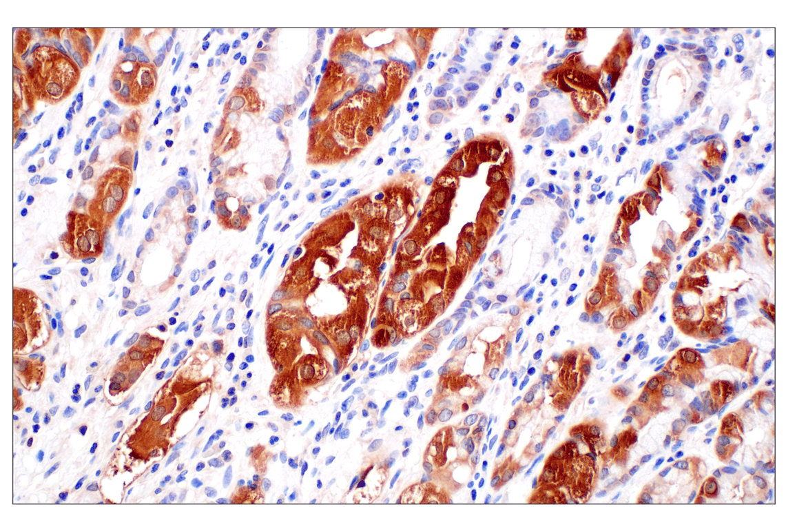 Immunohistochemistry Image 6: PIP4K2C (E7P3S) Rabbit Monoclonal Antibody