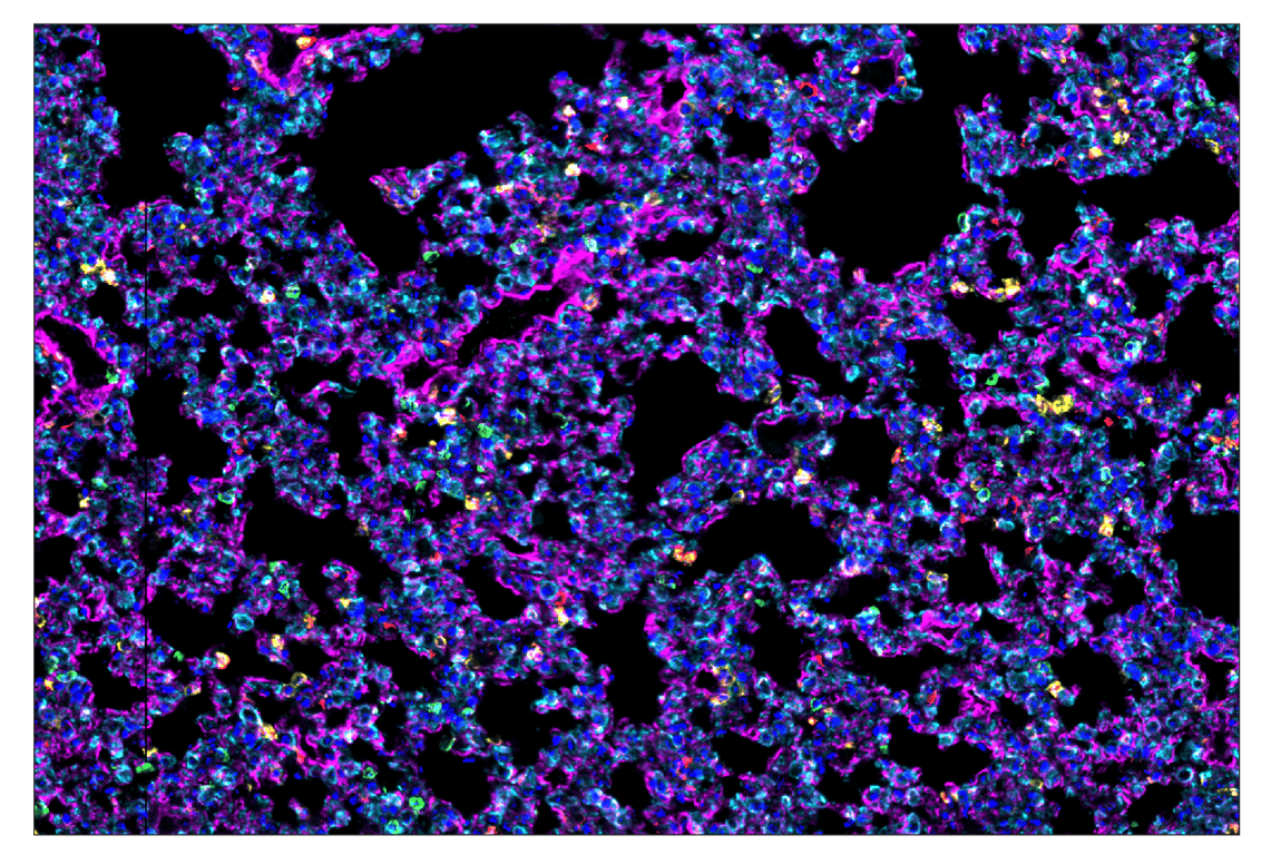 Immunohistochemistry Image 1: CD11b/ITGAM (E4K8C) & CO-0083-594 SignalStar<sup>™</sup> Oligo-Antibody Pair