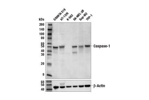 Western Blotting Image 2: Caspase-1 (E4R8K) Rabbit Monoclonal Antibody