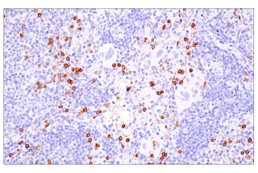 NK1.1/CD161 (E6Y9G) Rabbit mAb (BSA and Azide Free) | Cell