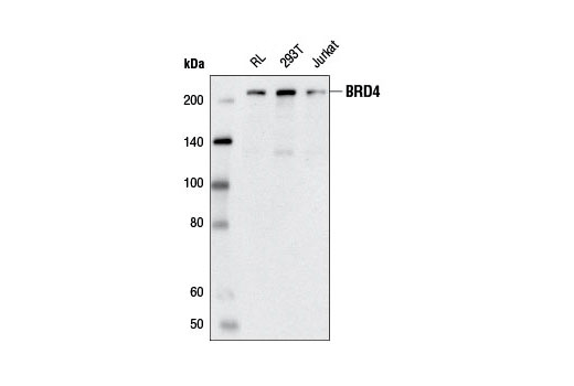 Western Blotting Image 1: BRD4 (E2A7X) Rabbit Monoclonal Antibody