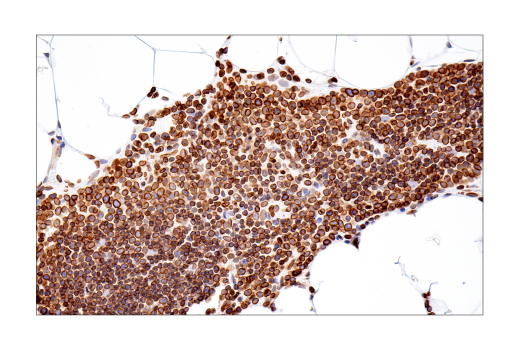 Immunohistochemistry Image 11: Lamin B1 (E6M5T) Rabbit Monoclonal Antibody