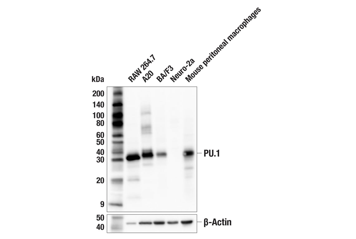 Western Blotting Image 1: PU.1 (F2D5A) Mouse mAb