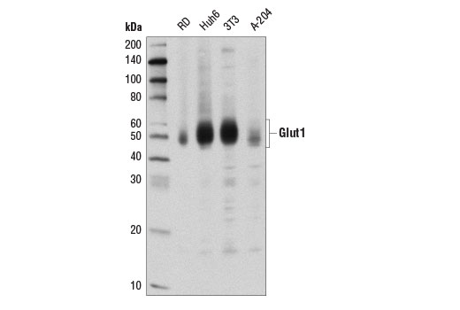 Western Blotting Image 1: Glut1 (D3J3A) Rabbit mAb