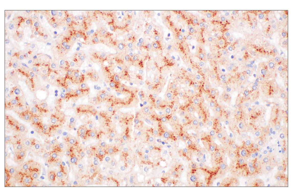 Immunohistochemistry Image 8: LY6E (F8Y1R) Rabbit Monoclonal Antibody
