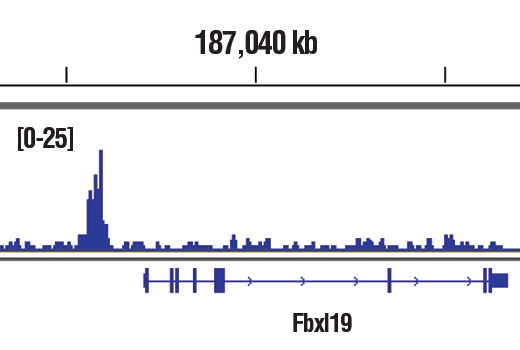 Chromatin Immunoprecipitation Image 1: Phospho-c-Fos (Ser32) (D82C12) Rabbit Monoclonal Antibody