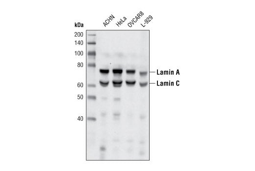 Western Blotting Image 3: Lamin A/C (4C11) Mouse Monoclonal Antibody (Biotinylated)