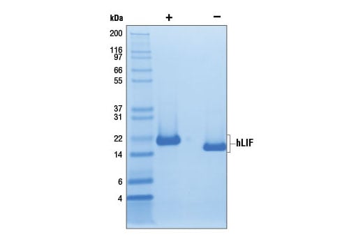 undefined Image 2: Human Leukemia Inhibitory Factor (hLIF)