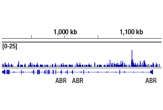 CUT & RUN Image 1: c-Myc/N-Myc (D3N8F) Rabbit Monoclonal Antibody