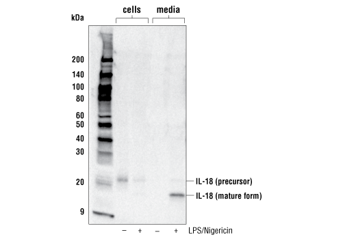 Western Blotting Image 2: IL-18 (E8P5O) Rabbit Monoclonal Antibody
