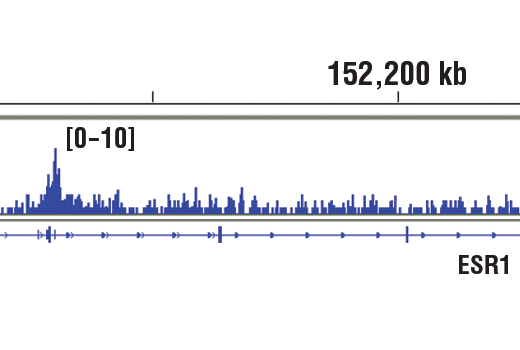 Chromatin Immunoprecipitation Image 1: SIN3A (D9D6) Rabbit Monoclonal Antibody
