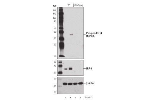 Western Blotting Image 1: Phospho-IRF-3 (Ser396) (D6O1M) Rabbit mAb (BSA and Azide Free)