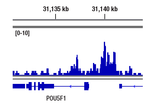 CUT & RUN Image 1: Nanog (D73G4) XP<sup>®</sup> Rabbit mAb (ChIP Formulated)