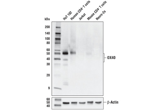 Western Blotting Image 1: OX40 (E9U7O) XP<sup>®</sup> Rabbit mAb